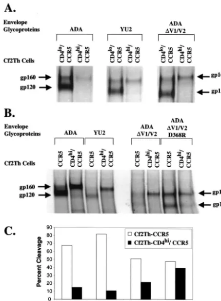 Fig. 6B and 6D. A 20-min exposure of the virus preparation to