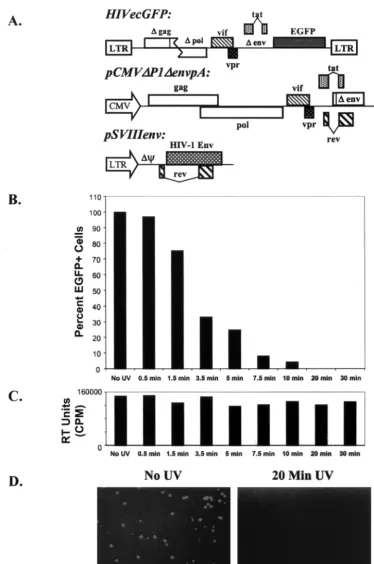 FIG. 6. Generation of inactivated HIV-1 virions. (A) Virions that incorporated the HXBc2, HXBc2-P, 89.6, or KB9 envelope glycoproteins aswell as the F522Y fusion-defective variants of these envelope glycoproteins were made by cotransfecting the three plasm