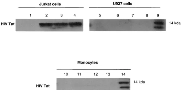 FIG. 1. HIV Tat enters Jurkat cells but not U937 cells or monocytes. Jurkat cells, U937 cells, and monocytes were exposed to HIV Tat (100ng/ml) for 0 min (lanes 1, 5, and 10), 30 min (lanes 2, 6, and 11), 1 h (lanes 3, 7, and 12), or 3 h (lanes 4, 8, and 1