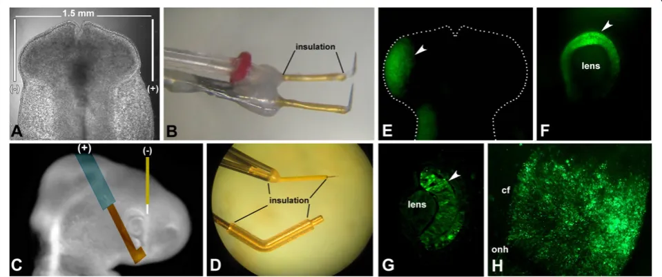Figure 4 Loss-of-function by morpholino antisense oligonucleotides.morpholinos at ED1.5