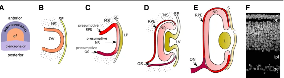 Figure 1 Schematic representation of vertebrate eye development.the mature retina. Abbreviations: C: Cornea; ef: eye field; gcl: ganglion cell layer; inl: inner nuclear layer; ipl: inner plexiform layer; L: lens; LP: lensplacode; LV: lens vesicle; MS: mese