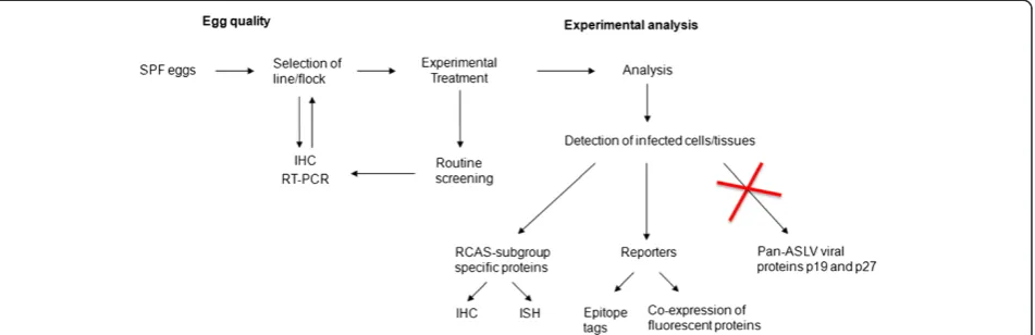 Figure 2 Recommended guidelines to ensure egg quality for research purposes. SPF eggs should be screened for the absence of ASLVviral particles and endogenous viral protein expression