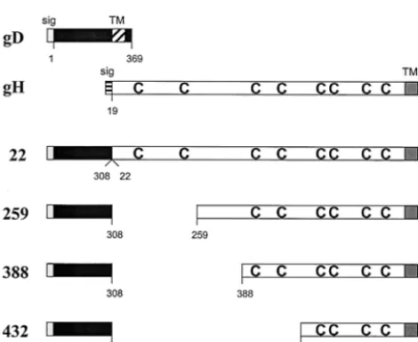 FIG. 1. Schematic diagram showing the four gDgH chimeras com-pared to WT HSV-1 gD and gH
