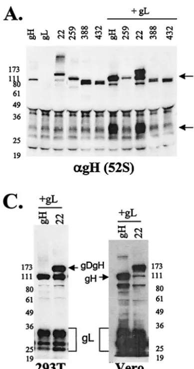 FIG. 2. Protein proﬁles from transfected cells expressing the gDgHchimeras or WT HSV proteins