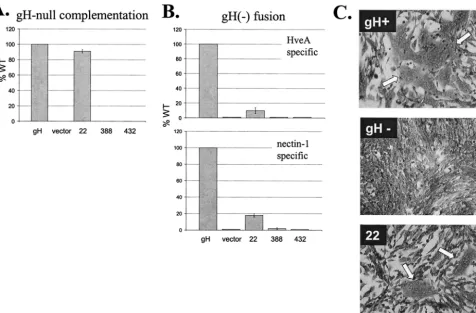 FIG. 5. Examination of gH functions. (A) gH-null virus complementation was performed as described in Materials and Methods