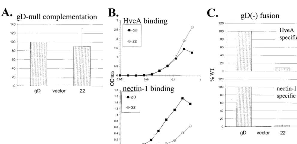 Fig. 5, except that effector CHO cells were transfected to express T7FIG. 6. Cell-cell fusion in the absence of gL was as described forpolymerase, gB, gD, and gH, plus either gL, gDgH, or empty vector DNA.