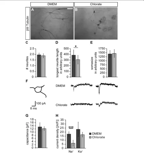 Figure 6 Sodium chlorate affects morphological and functional maturation of neural precursor cell-derived neurons