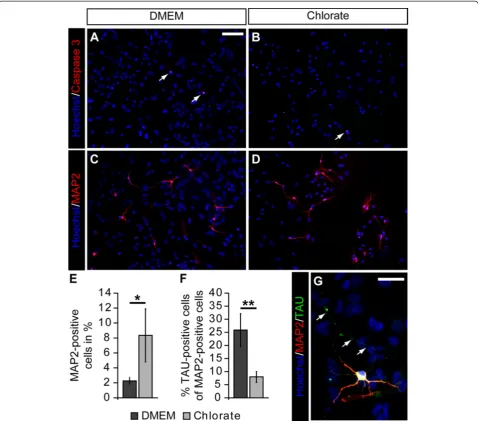 Figure 7 Sodium chlorate attenuates neuronal polarization of neural precursor cell-derived neurons