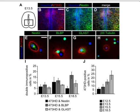 Figure 1 The 473HD epitope is expressed by neural precursor cells during embryonic mouse spinal cord development