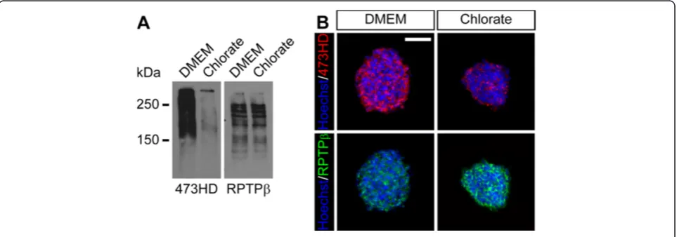 Figure 2 Sodium chlorate efficiently reduces the expression level of the sulfation-dependent 473HD-epitope