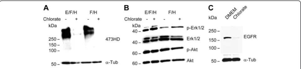 Figure 5 Sodium chlorate increases Erk1/2 activation levels in primary neurospheres. (A) Treatment of primary neurospheres grown eitherin the presence of EGF and FGF2 or FGF2 alone with NaClO3 reduced the expression level of the sulfation-dependent 473HD e