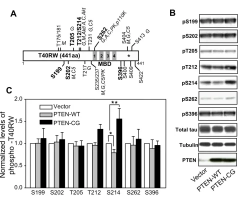 Figure 1The effects of PTEN on phosphorylation of the FTDP-17 mutant tauThe effects of PTEN on phosphorylation of the FTDP-17 mutant tau