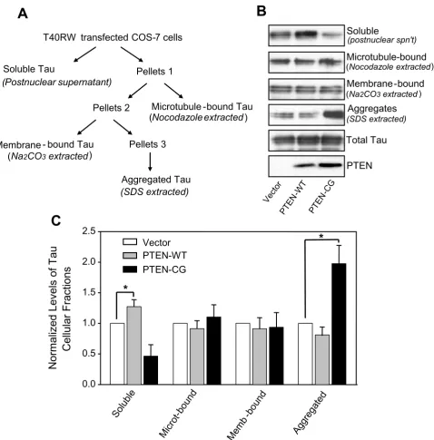 Figure 2PTEN affects cellular distribution and binding to microtubule of the FTDP-17 mutant tau(membrane-bound tau)