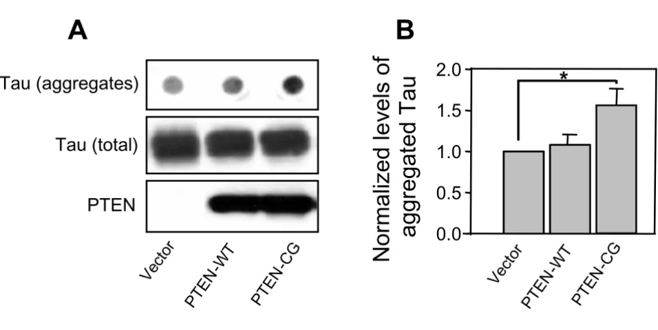 Figure 3PTEN affects aggregation of the mutant tauPTEN affects aggregation of the mutant tau