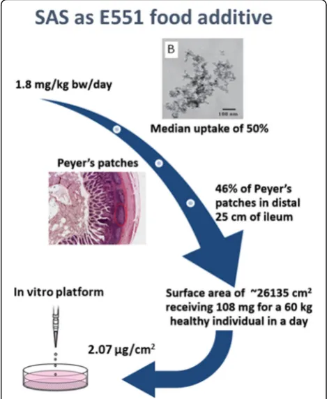 Fig. 6 In vitro dose determination (extrapolation concept). In-humanto in vitro dose extrapolation of E551 synthetic amorphous silica(SAS) for using realistic dose ranges in an in vitro cytotoxicity model