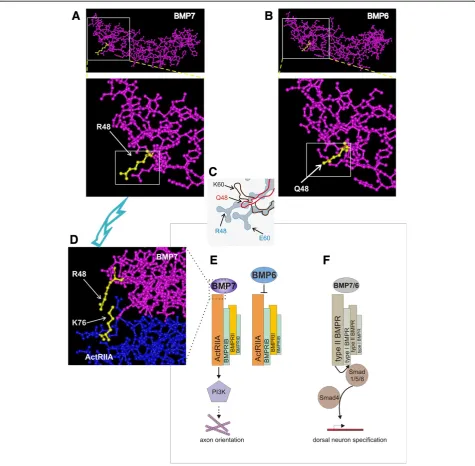 Figure 7 Model of mechanism of BMP selectivity in axon orienting ability. (A-D)Glnbut not by BMP6 and involves signaling dependent on PI3K [9] and, by analogy with BMP7-evoked monocyte chemotaxis [8], likely dependson activation of ActRIIA