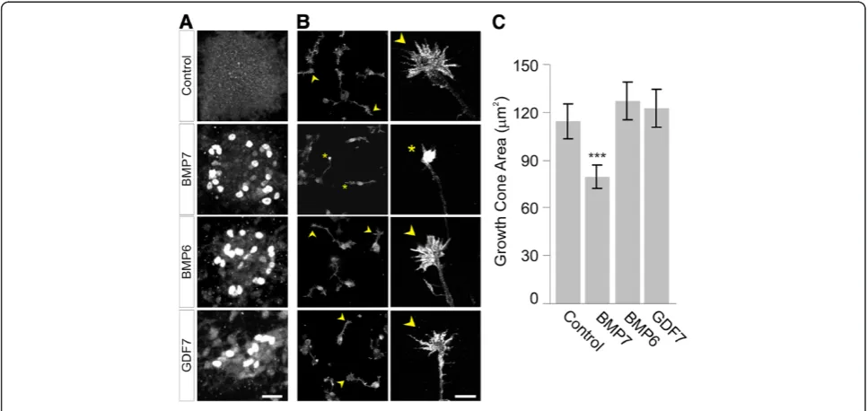 Figure 1 Differential activity of roof plate-resident BMPs in induction and dI neuron growth cone collapse