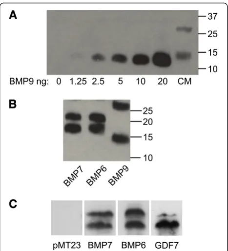 Figure 2 Generation of BMP conditioned medium (CM). (A-C)the indicated concentrations and BMP9 CM probed withWestern blots of rBMPs and 20-fold concentrated CM