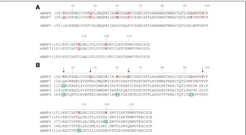 Figure 4 Comparison of amino acid sequences of mature BMPs. Murine (m) sequences are aligned beginning two amino acids upstreamfrom the first conserved cysteine of the mature region [10] and numbered along the top according to BMP7 sequence