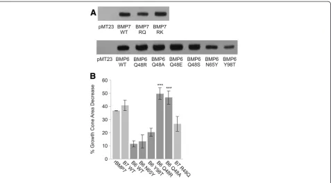 Figure 5 BMP6/BMP7 chimeras exhibit dramatically different growth cone collapse activity from that of BMP6 WT