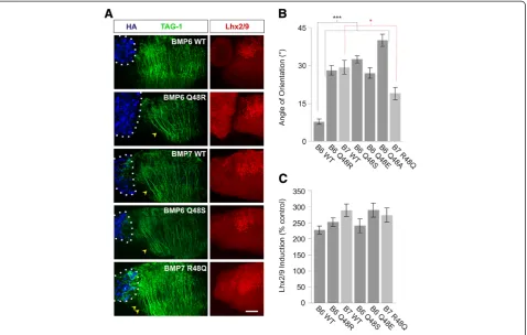 Figure 6 BMP6HA-tagged native (WT) and chimeric BMPs appended to [d] explants co-labeled with(mean ± SEM): BMP6 WT = 7.8 ± 1.1° (n = 11); BMP6 Q48R = 28.1 ± 1.9° (n = 22); BMP7 WT = 29.3 ± 2.7° (n = 11); BMP6 Q48S = 32.5 ± 1.4° (n = 4); BMP6Q48E = 27.0 ± 2