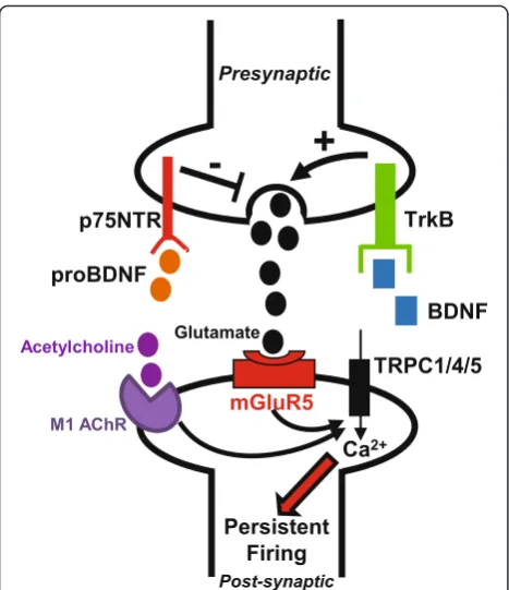 Fig. 9 BDNF and proBDNF modulate persistent activity by regulatingpresynaptic glutamate release in layer V of the entorhinal cortex