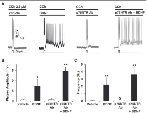Fig. 4 BDNF-induced facilitation of persistent firing is independent of p75NTR.((occlude BDNF potentiating effects on persistent firing elicited at 2.5 a Pre-incubation with p75NTR function-blocking antibodies does not μM CCh
