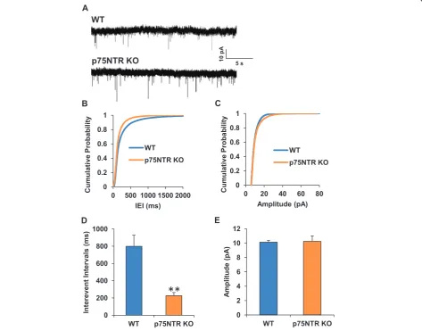 Fig. 7 Increased synaptic activity in the entorhinal cortex of p75NTR null mice. a Representative traces of mEPSC recordings from cortical slices ofwild-type (n = 16) or p75NTR null mice (n = 11)