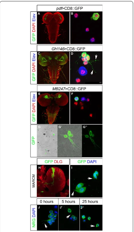 Figure 2 Genetically labeled neurons in third instar larvalGFP-expression (green) in projection neurons of the antennal lobeand the developing optic ganglia (C) and in primary cell culture (D)(arrows indicate outgrowing neurites) (E, F)Kenyon cells in the 