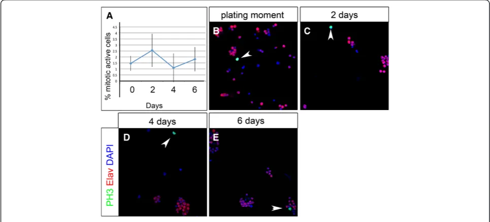 Figure 4 Temporal quantification of apoptotic activity in primary cell culture. (A) Quantification of apoptotic cells at time points displayedin B-E
