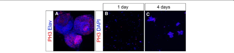 Figure 7 Notch misexpression leads to increased mitotic activity in culture. (A)UAS Third instar larval brain of genotype insc-Gal4/+; tub-Gal80ts/-Notchintra stained with anti-PH3 (red) and anti-Elav (blue)