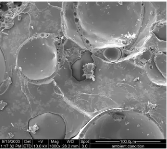 Figure 33: Area 4, microwave cured (180 W for 35 seconds), magnified by 1,000 times 