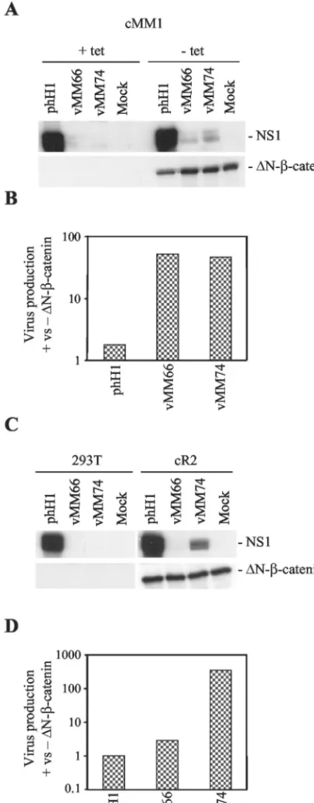 FIG. 3. �virus replication. (A and C) Western blots done at 24 h postinfection forNS1 and(B and D) Burst assays measuring virus production at 48 h postinfectionwith phH1, vMM66, and vMM74, expressed as the ratio of virus produc-tion in the presence and abs