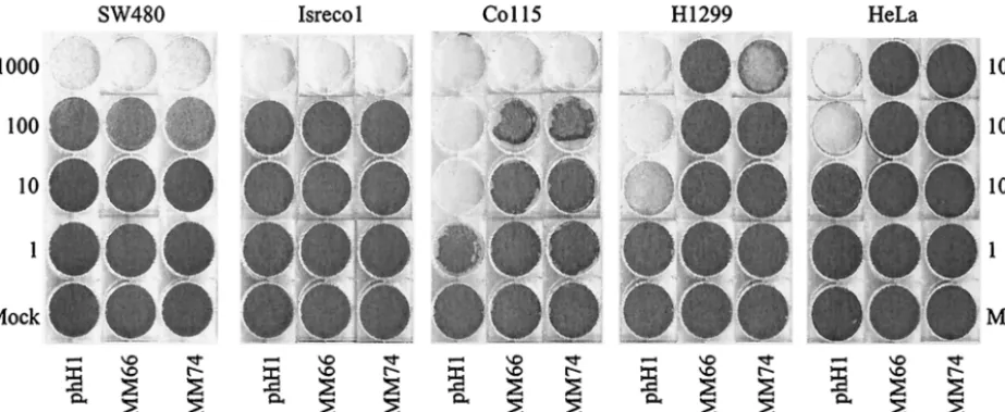 FIG. 6. Cytopathic effect assays on SW480, Isreco1, Co115, HeLa, and H1299 cells infected with phH1, vMM66, or vMM74