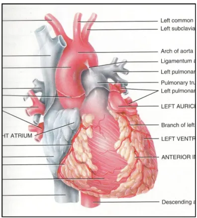Figure 8 - An example of a low fidelity visualisation of a human heart (Tortora and Derrickson 2007)
