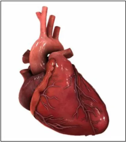 Figure 9 - An example of a higher fidelity visualisation of a human heart (HeartWorks 2011)