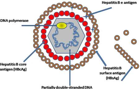 Figure No.1.Structure of HBV  