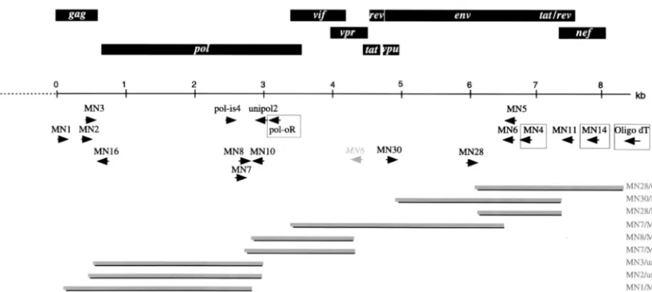 FIG. 2. Genome organization and PCR cloning strategy for SIVmonNG1 RNA. The identiﬁed ORFs are indicated by rectangular boxes abovethe scale bar