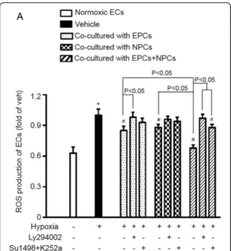 Fig. 3 EPCs and NPCs decreased ROS production via activating thePI3K pathway. A, ROS production, showing that ROS over-productionwas much decreased in H/R-injured ECs co-cultured with EPCs andNPCs than that co-cultured with EPCs or NPCs alone