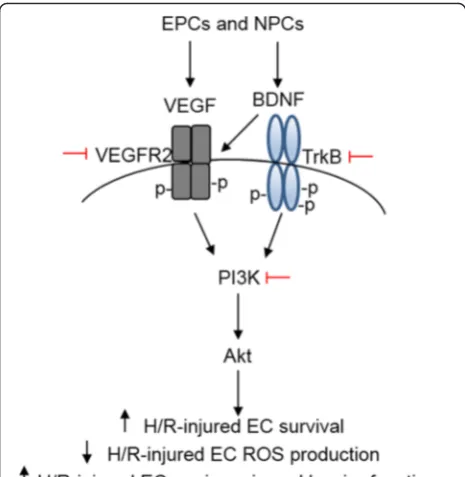 Fig. 7 Proposed molecular mechanism for the protective effectof EPCs and NPCs on H/R-injured brain ECs