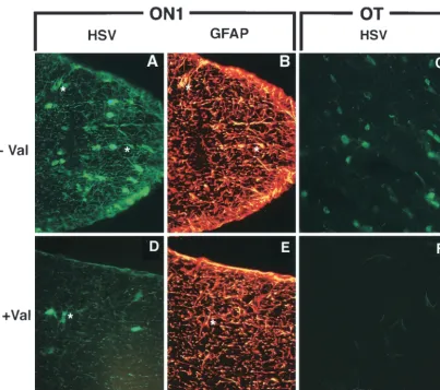 TABLE 2. Density of infected astrocytes as a function of distance from the optic nerve head 3 days after infection