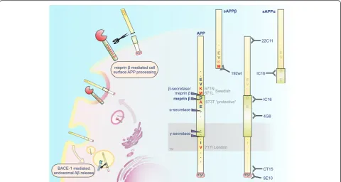 Fig. 1 Schematic representation of the proteolytic cleavage of APP by meprinmeprin β. We found molecular interaction of APP and the metalloprotease β in the secretory pathway and at the cell surface