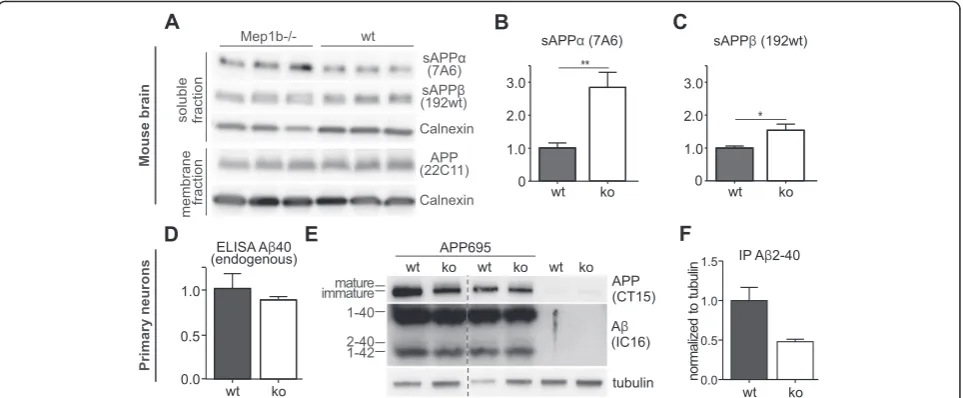 Fig. 2 Increased sAPPα levels in meprin β ko mice. a-c Soluble and membrane fractions of brain lysates from meprin β ko (Mep1b−/−) (n = 6) and wt(n = 6) mice were probed with antibodies specific for sAPPα (7A6), sAPPβ (192wt) (Additional file 1), full-leng