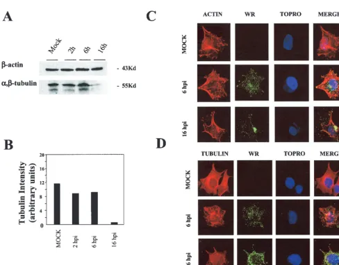 TABLE 4. Conﬁrmation of microarray data by real-time RT-PCR