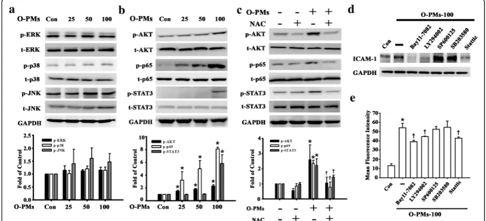 Fig. 3 O-PMs induced ROS production and ICAM-1 expression in A549 cells through AKT/STAT3/p65 phosphorylation