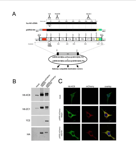 Figure 1 pARIS-htt an Adaptable, RNAi Insensitive & Synthetic construct encoding human huntingtinhtt