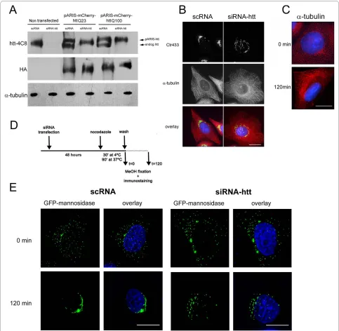 Figure 2 Huntingtin depletion impairs Golgi reformation after microtubule disruptionexpressing GFP-mannosidase II were transfected with scRNA or siRNA-htt and treated with NZ for 120 min to allow a complete MT depolymerization