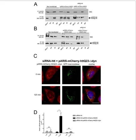 Figure 4 Htt requires dynein interacting domain to facilitate the transport of Golgi-derived vesiclesdynein interaction domain, denoted as pARIS-mCherry-httQ23-Δdyn, is unable to bind to endogenous dynein (lane 11)