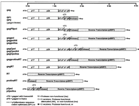 FIG. 1. Overview of HIV-1 gagand were optimized for human codon usage. The coding sequence for RT was mutated for all affected constructs to yield a nonfunctional protein