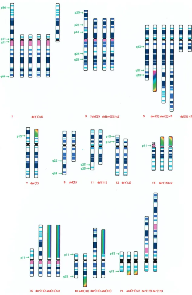 Fig. 4. Diagram of the abnormal chromosomes found in the Karpas 707H myeloma and hybridoma